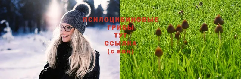 Псилоцибиновые грибы Cubensis  закладка  Рыбное 